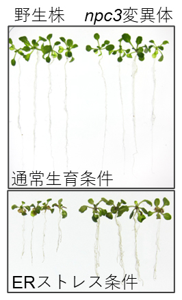 シロイヌナズナの野生株とnpc3変異体の生育状況の図