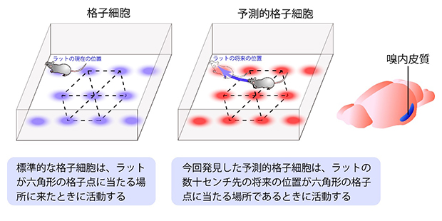 嗅内皮質で発見された予測的格子細胞の図