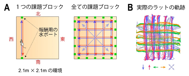 ラットが空間内をくまなく移動する目標指向的行動課題の図