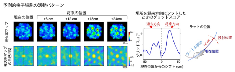 嗅内皮質から記録された予測的格子細胞の活動パターンの図