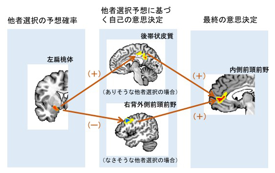 他者の選択肢を予測して自らの意思決定を行う脳回路の図