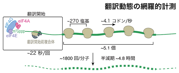 本研究で明らかになった細胞内翻訳速度の図