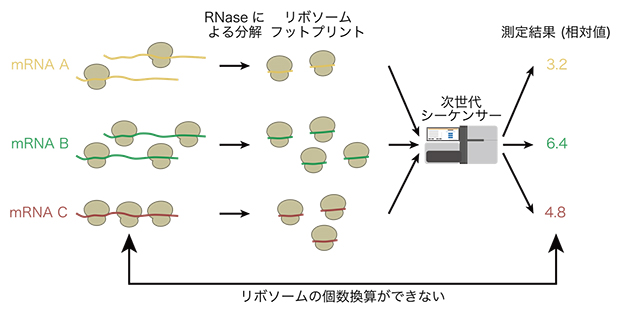リボソームプロファイリング法の特徴とその課題の図