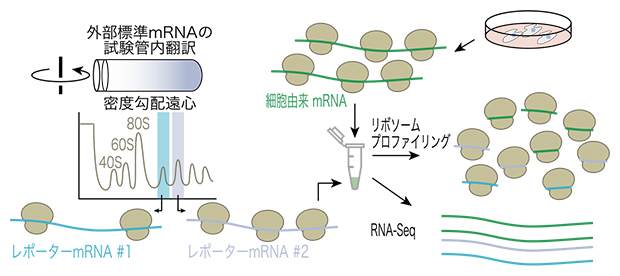 Ribo-Calibration法の模式図の画像