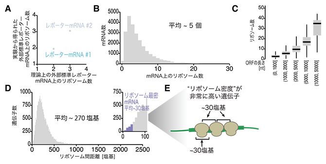 Ribo-Calibration法によるリボソーム数の網羅的測定の図