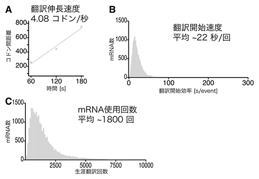 Ribo-Calibration法による翻訳速度の網羅的測定の図
