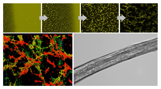 クモ糸タンパク質の液-液相分離から誘起される繊維構造の図