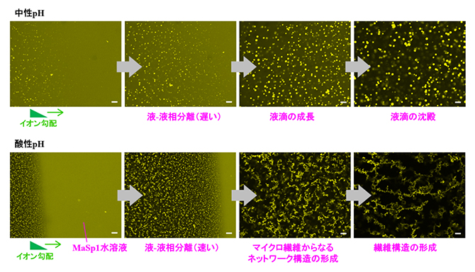 MaSp1構造のリアルタイムモニタリングの図