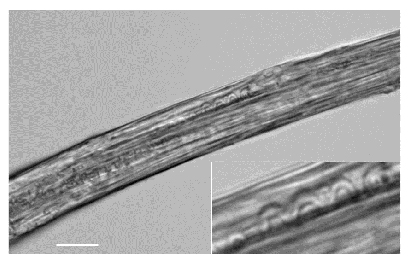 階層的な構造を持つ人工クモの糸繊維の製造の図