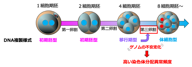 4細胞期での「移行期型」のDNA複製様式が引き起こす染色体分配異常の図