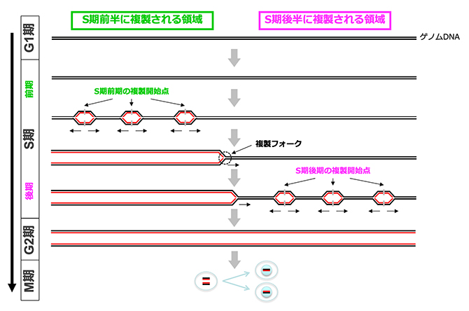 体細胞分裂の複製タイミングの図