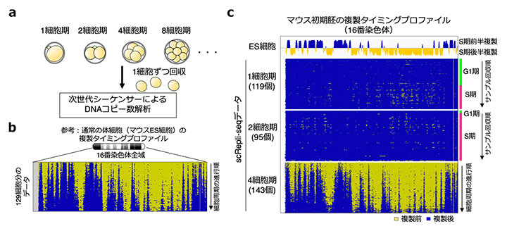 マウスの初期胚発生に伴うDNA複製タイミングの変化の図