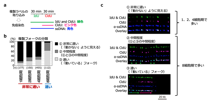 マウスの初期胚発生に伴う複製フォーク速度の変化の図