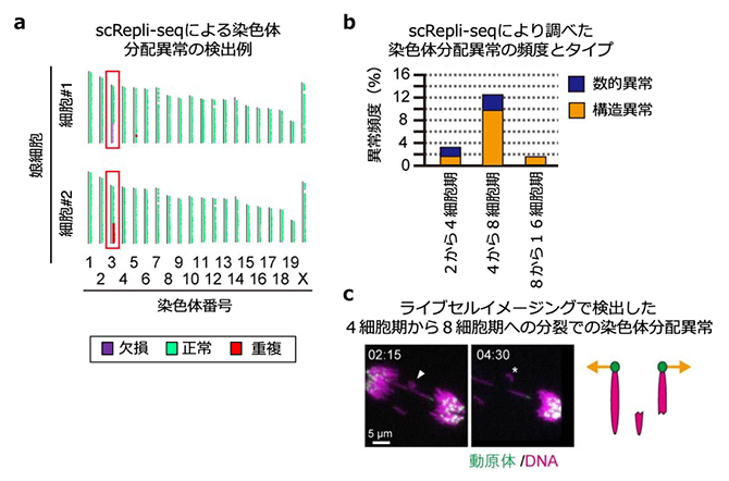 マウスの初期胚の染色体分配異常の図