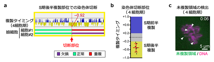 染色体分配異常の原因の解明の図