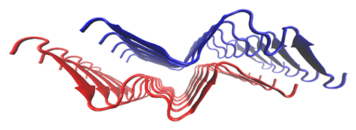 βシートがW字型に配置された新規構造モチーフを持つアミロイド線維の分子構造の図