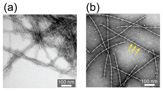合成生物学的なアプローチで作成したE22G Aβ40線維の透過電子顕微鏡像の図