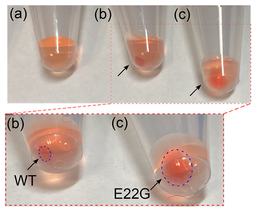 E22G Aβ40線維が作る密度の低い凝集体の図