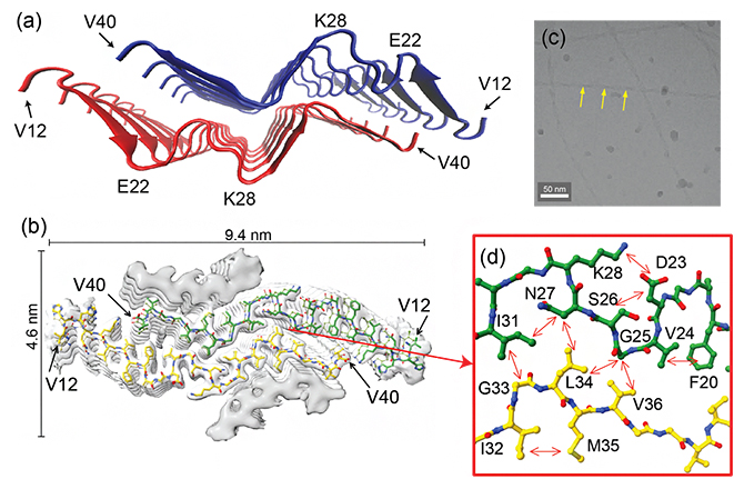 W字型にβシートが折り畳まれた新規構造モチーフの図