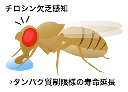 チロシン制限によるショウジョウバエ成虫の寿命延長の図
