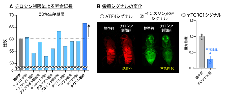 チロシン制限による寿命延長と栄養シグナルの変化の図