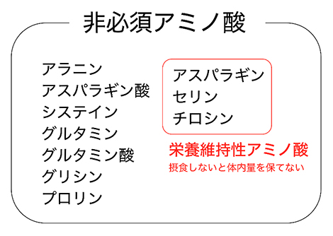 非必須アミノ酸の中に含まれる一部の栄養維持性アミノ酸の図