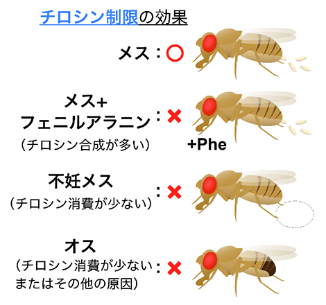 栄養状態や生殖能力、性別に依存して変化するチロシン制限の効果の図