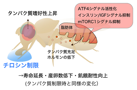 チロシン制限による栄養シグナルの変化とタンパク質制限様の表現型の図