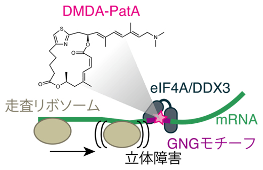 DMDA-PatAの翻訳抑制機構の図