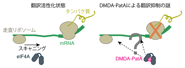 タンパク質合成におけるmRNA翻訳活性化とDMDA-PatAによる翻訳抑制の図