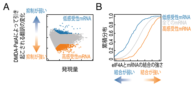 eIF4Aを介したDMDA-PatAの翻訳抑制の実験結果の図