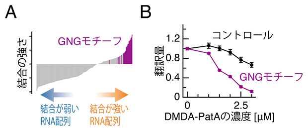DMDA-PatAを介してGNGモチーフに結合したeIF4Aによるリボソーム停滞と翻訳抑制の図