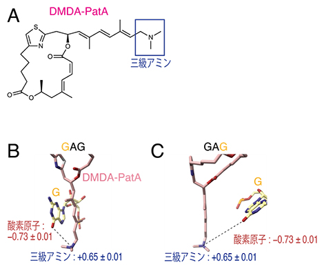 DMDA-PatAとGAGとの相互作用の図