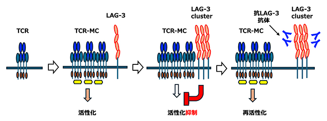 免疫チェックポイント分子LAG-3による免疫抑制とLAG-3抗体による抑制解除のメカニズムの図