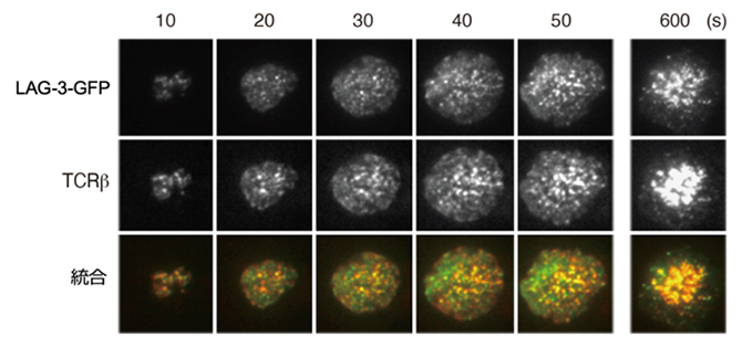 T細胞活性化に伴うLAG-3クラスターとTCR-MCの共局在の図
