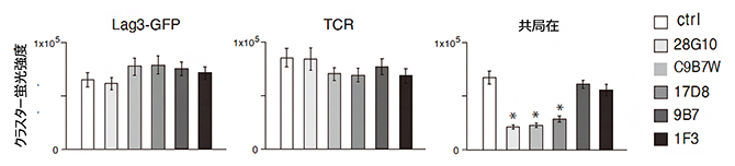 LAG-3抗体によるLAG-3クラスターとTCR-MCの共局在の阻害の図