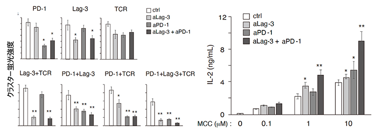 LAG-3抗体とPD-1抗体によるT細胞抑制の再活性化の図