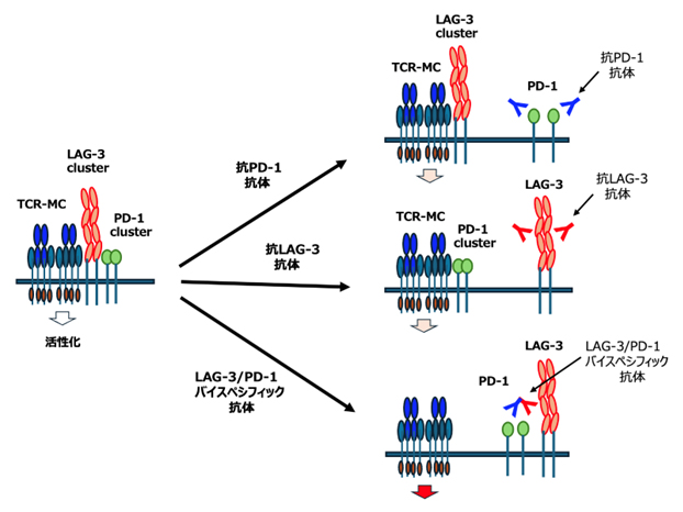 TCR-MCに会合するPD-1・LAG-3クラスターの図