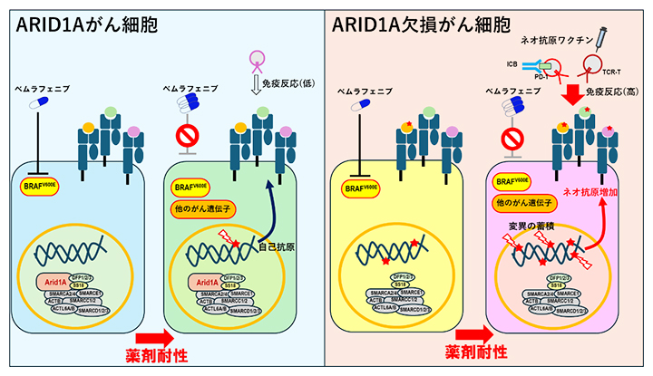 ARID1A欠損がん細胞における薬剤耐性に伴う免疫感受性の高いネオ抗原の増加の図