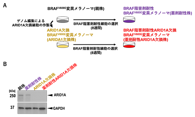 親株および薬剤耐性ARID1A欠損株の樹立の図