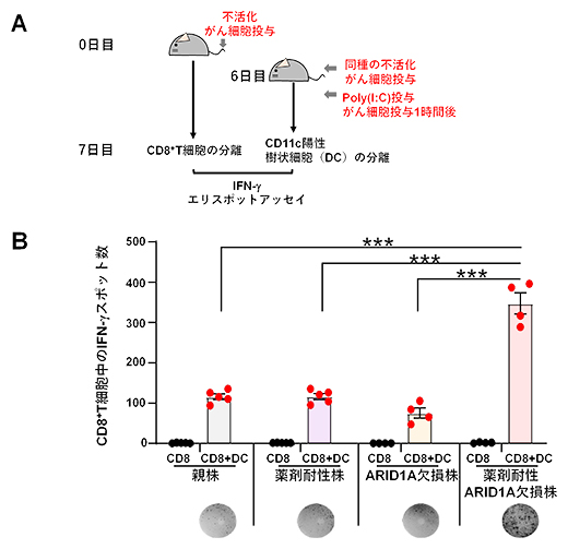 薬剤耐性ARID1A欠損株における免疫応答の増強の図