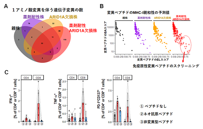 ARID1A欠損株のベムラフェニブ耐性獲得後の変異およびネオ抗原の図