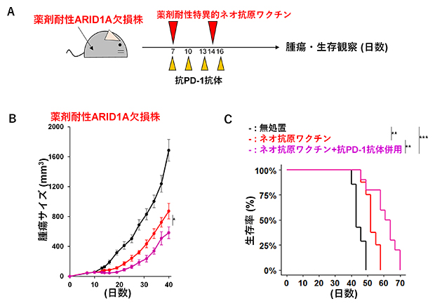 薬剤耐性特異的ネオ抗原ワクチンによる抗腫瘍反応誘導の図