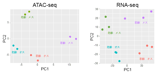 若齢・老齢時のATAC-seqとRNA-seqの主成分分析の図