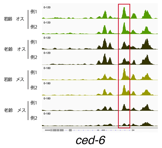 転写因子Trlによって制御されるced-6領域の老化時の染色体構造変化の図