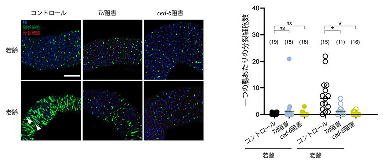 Trlもしくced-6の発現阻害による老化時の幹細胞疲弊促進の図