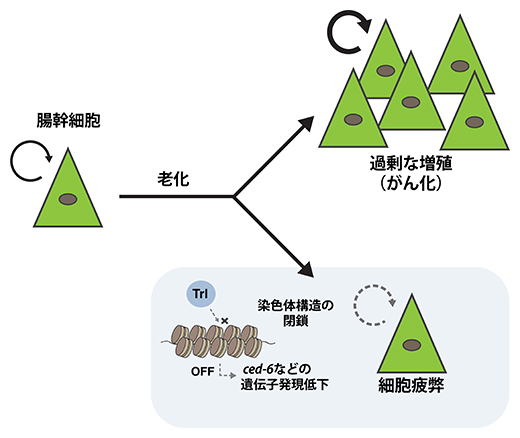 老化時に腸幹細胞でおこる細胞疲弊の分子機構の図