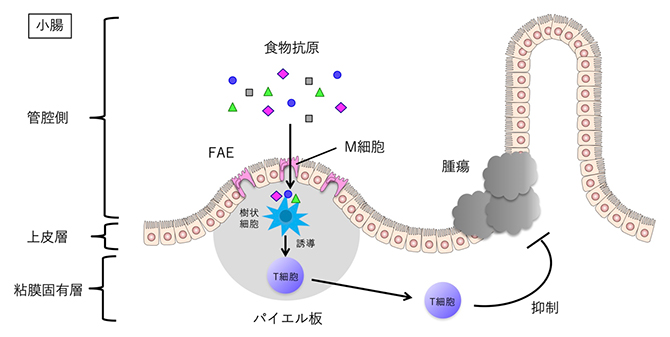食物抗原による小腸腫瘍の抑制の図