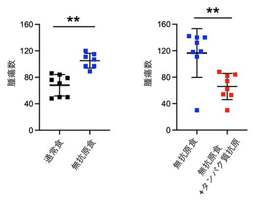 食物抗原の小腸腫瘍抑制の図