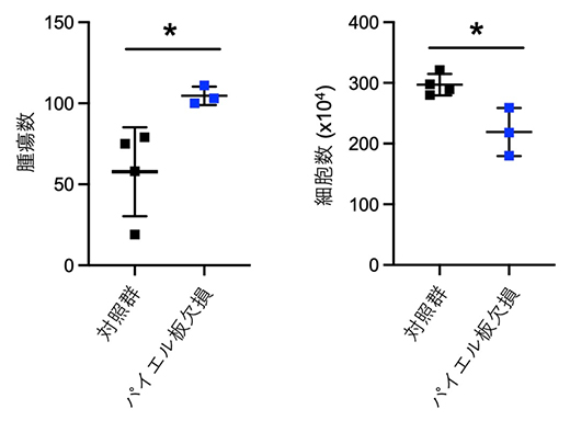 パイエル板の小腸腫瘍発症抑制の図
